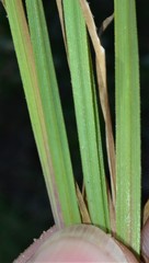 Sisyrinchium elizabethiae