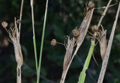 Sisyrinchium elizabethiae