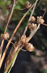 Sisyrinchium elizabethiae