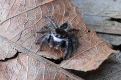 Carrhotus coronatus