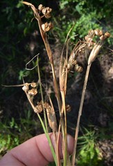 Sisyrinchium elizabethiae