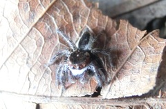 Carrhotus coronatus