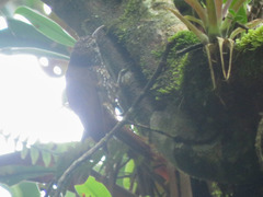 Lepidocolaptes lacrymiger