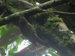 Lepidocolaptes lacrymiger