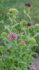 Dianthus barbatus