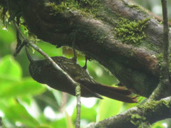 Lepidocolaptes lacrymiger