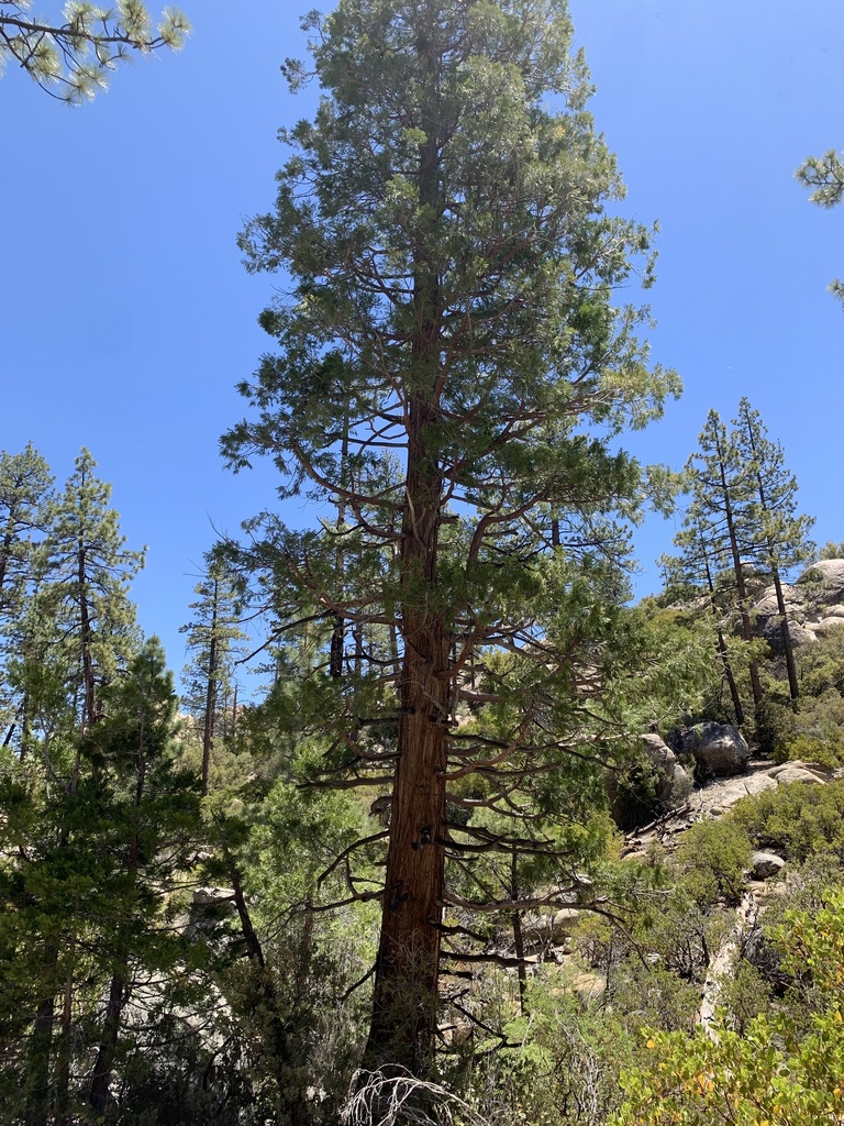 California incensecedar from Sierra de San Pedro Mártir, Ensenada, MX