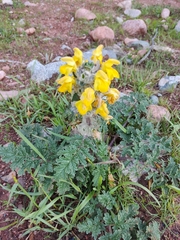 Phlomoides speciosa