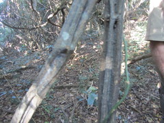 Grewia caffra
