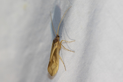 Platycentropus radiatus