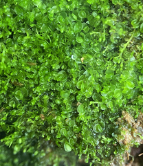 Solenostoma gracillimum