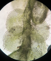 Solenostoma gracillimum