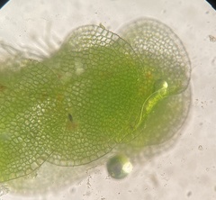 Solenostoma gracillimum