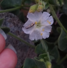 Lithariapteryx jubarella