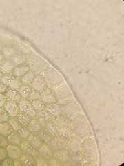 Solenostoma gracillimum