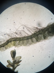 Solenostoma gracillimum