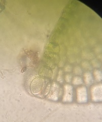 Solenostoma gracillimum