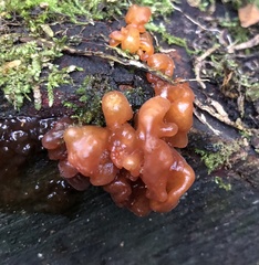 Tremella vesiculosa