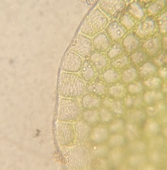 Solenostoma gracillimum