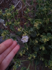 Lithariapteryx jubarella