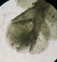Solenostoma gracillimum