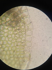 Solenostoma gracillimum