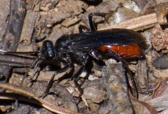 Priocnemis oregona