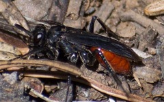 Priocnemis oregona