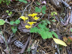 Vancouveria chrysantha