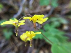 Vancouveria chrysantha