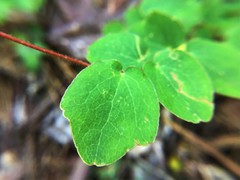 Vancouveria chrysantha