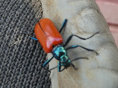 Strongylium gerstaeckeri