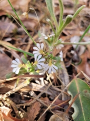 Scaevola canescens