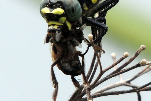 Milichiidae