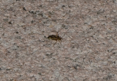 Adelphocoris fasciaticollis