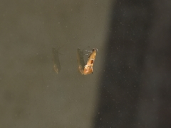 Epicallima conchylidella