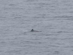 Phocoena phocoena vomerina