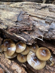 Mycena nargan