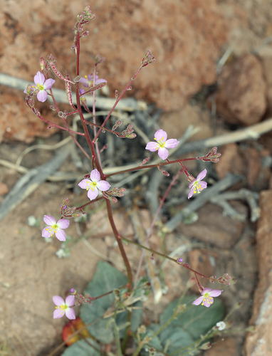 Chylismia heterochroma (Chylismia heterochroma)
