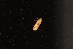 Epicallima conchylidella