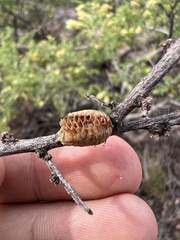 Pseudovates arizonae