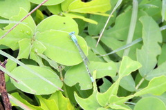Pseudagrion decorum