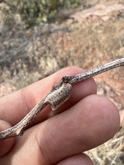 Litaneutria ocularis