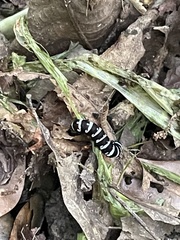 Xanthopastis regnatrix