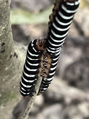 Xanthopastis regnatrix