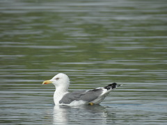 Larus fuscus