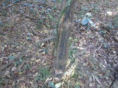 Grewia caffra