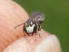 Hylaeus kahri