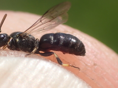 Hylaeus kahri