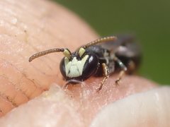 Hylaeus kahri